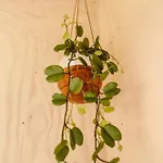 Boutiquehotel & Tiny Plek17 3* Milsbeek