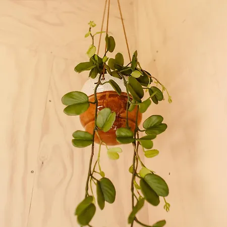 Boutiquehotel & Tiny Plek17 3* Milsbeek