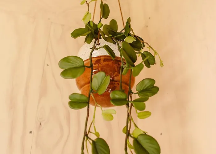 Boutiquehotel & Tiny Plek17 3* Milsbeek